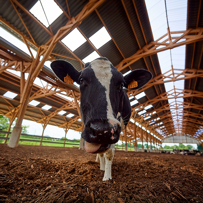 Chabrun : bâtiments agricoles